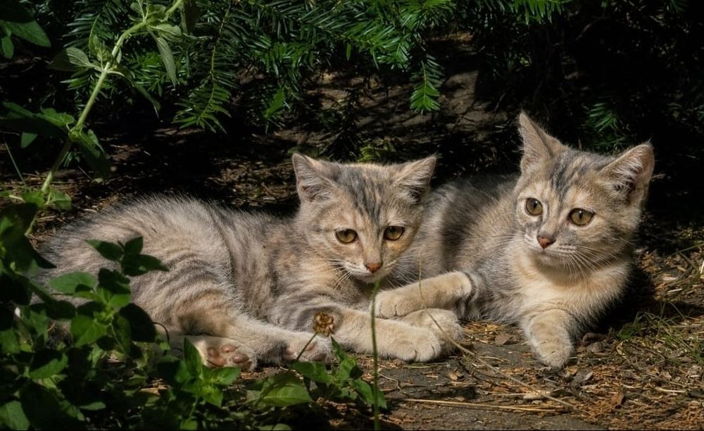 Котята срочно ищут дом!