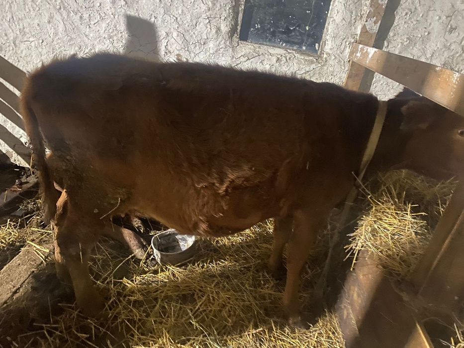 Сиыр Сатылады Сүтти Сиыр