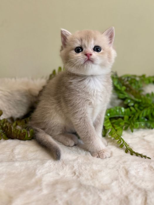 Продается британский ay12