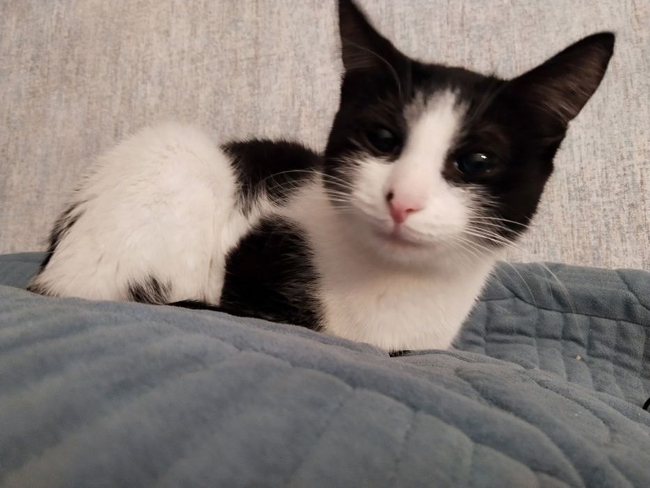 Ищем дом для кошечки