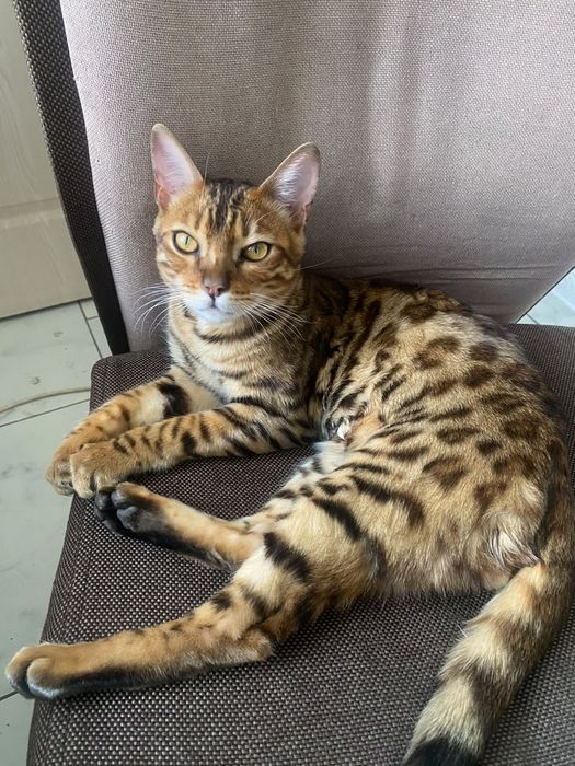 Бенгальский кот продам