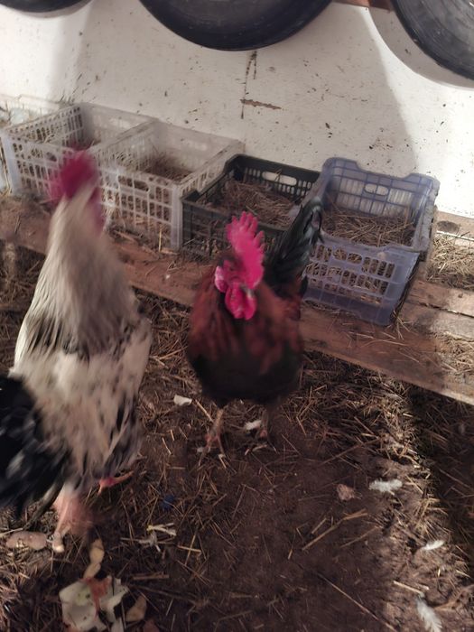 Продам петухов 6.7 месяцев