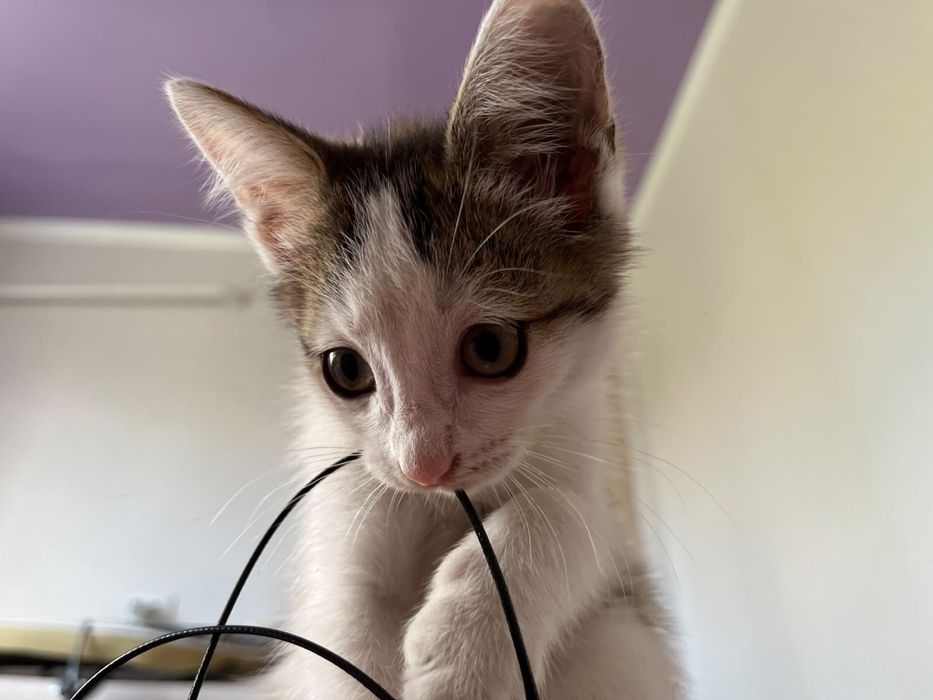 Котенок, мальчик