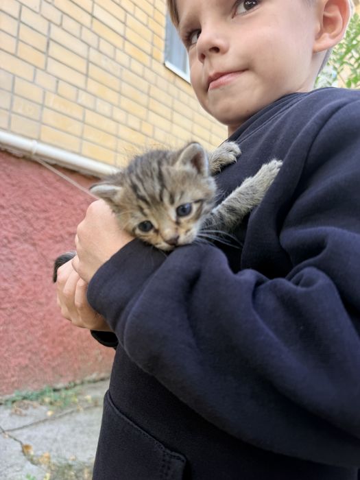 Котята очень красивые