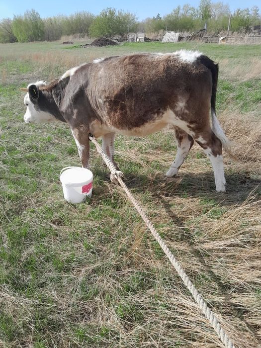 Продам телочку 1.2