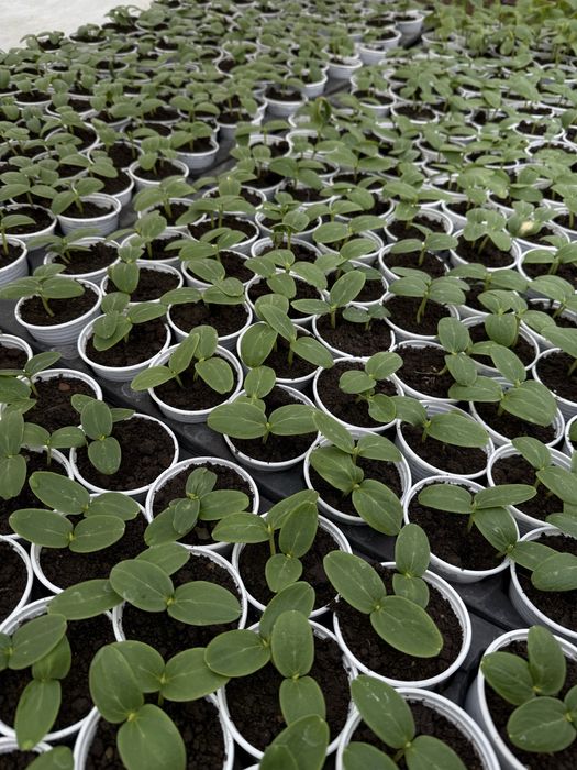 разсад от производител