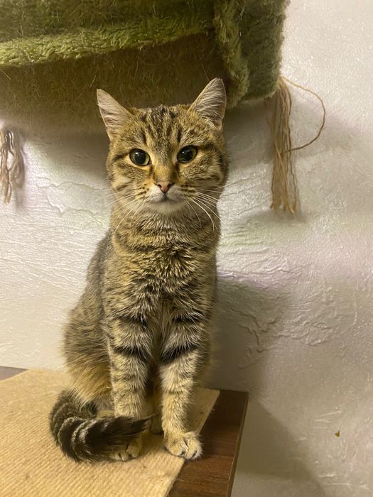 Кошечка в добрые руки