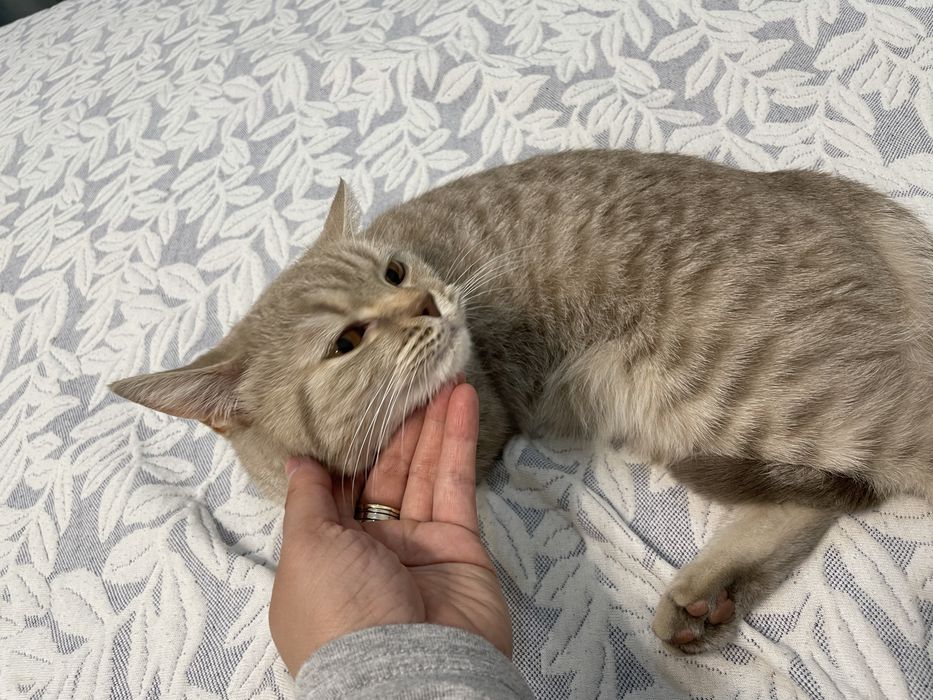 Отдам британскую кошку