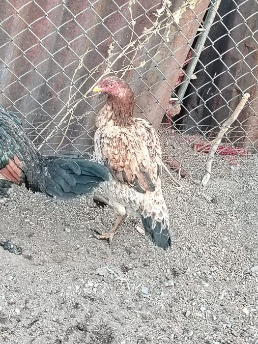 Чистокровные Шамо даканы