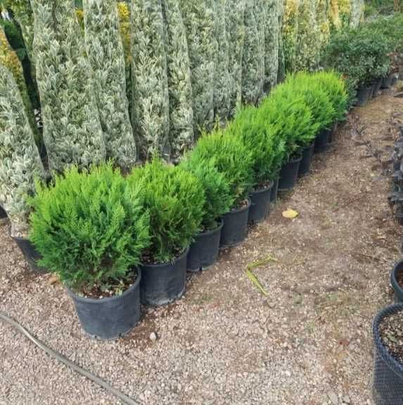 Amenajare Grădină cu Plante Ornamentale de Calitate