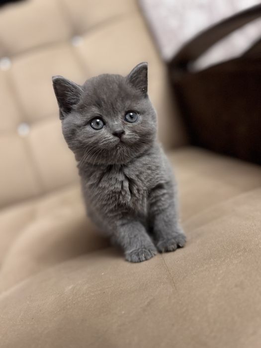 Срочно продается скотти страйт девочка