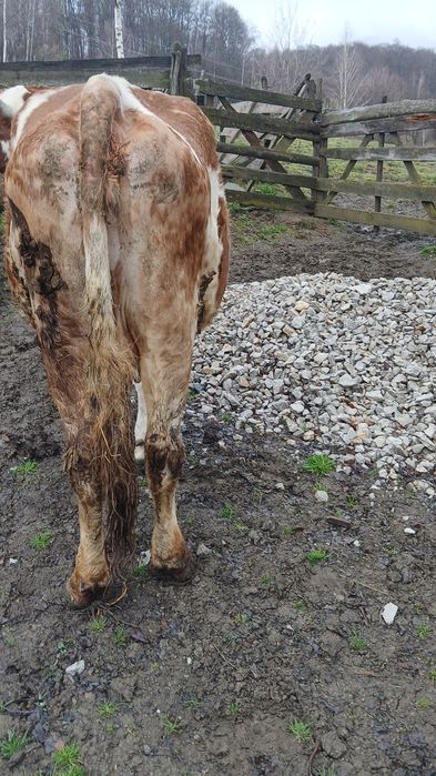 Vand vacă balțată romănească