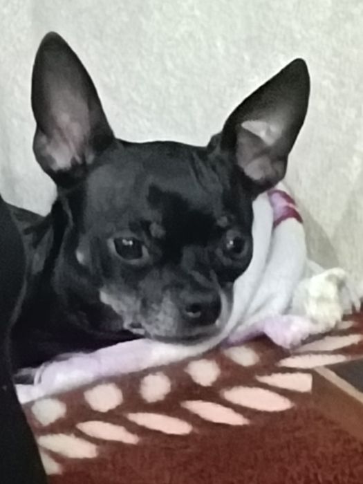 Пропала собака русский той терьер  прошу помогите