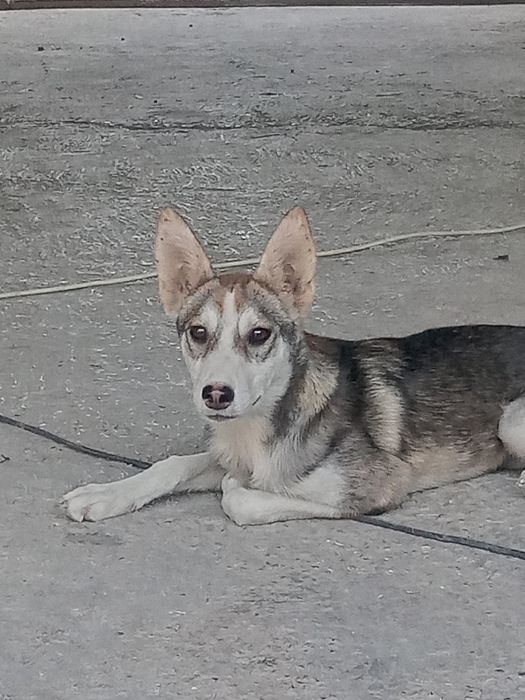 Собака в хорошие руки