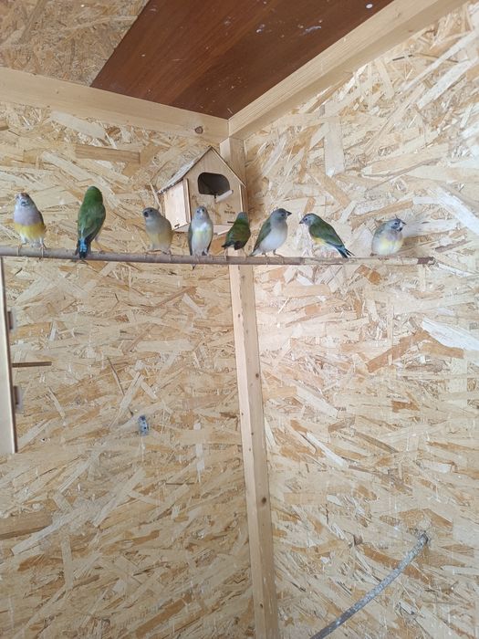 Продам Амадины ГУЛЬДА ОПТОМ