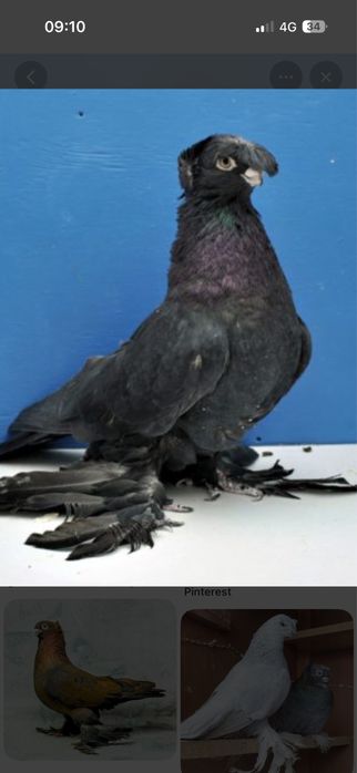 Vand jucator de uzbekistan