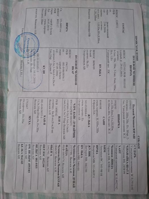 Продам щенков ЗСЛ!!!