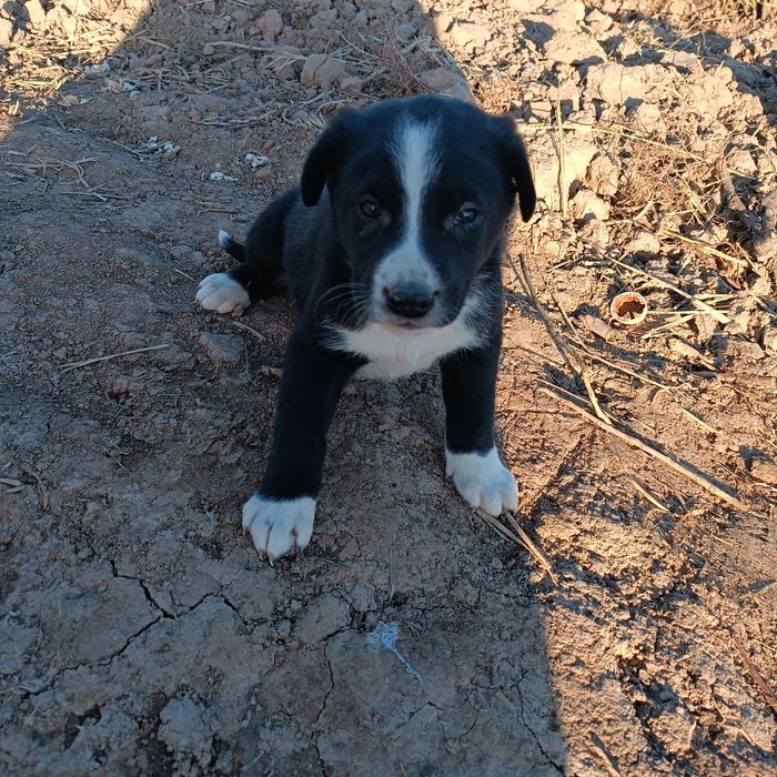 Kuchuk bolasi  zotdor