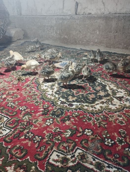 Kurka joʻjalari sotiladi xolati yaxshi 20