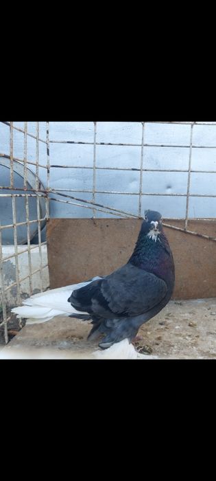 Продам голубей бойных