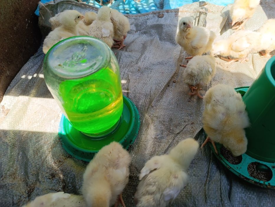 Продам бройлеров . 7 Суточные Импортные