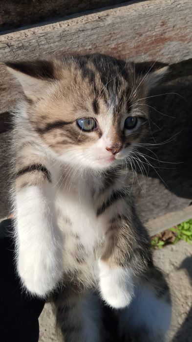 Продаются породистые котята, мама британская.