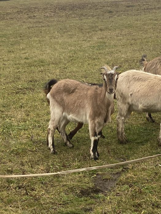 Vand 5 capre gestanete