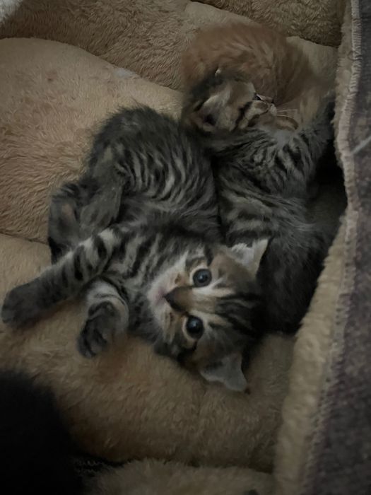 Вислоухие котята скоттиш фолд