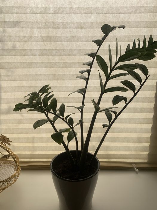 Комнатные цветы фикус замиокулькас