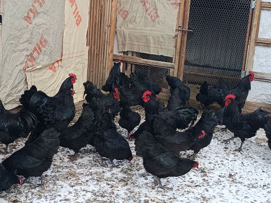 australorp negru