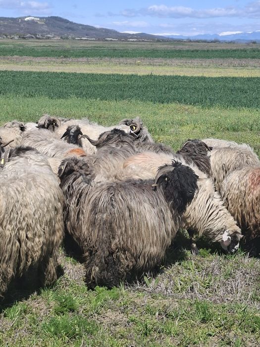 Vând 24 de oi tinere