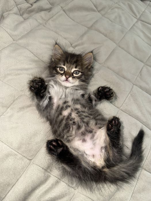 Котенок продам срочно!
