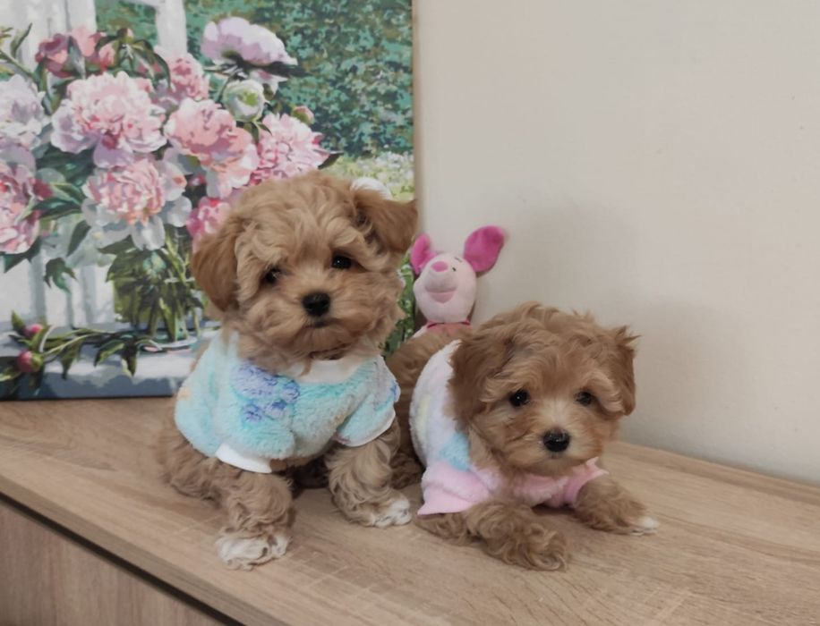 Малтипу Maltipoo Teacup/пудел Teddy. VIP ultra mini micro
