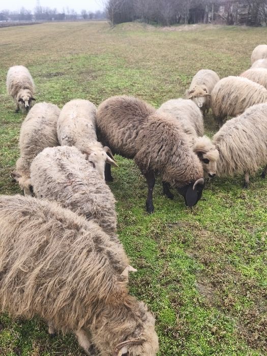 Vând 35 de oi de rasa