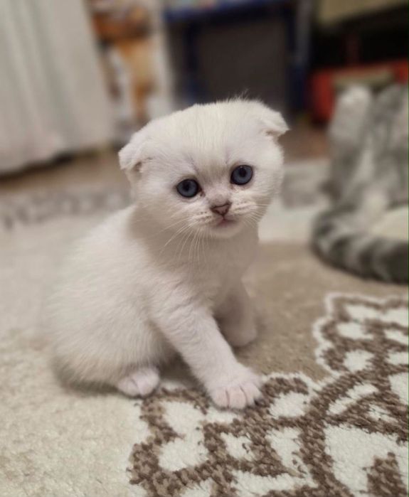 Шотланский вислоухий котенок