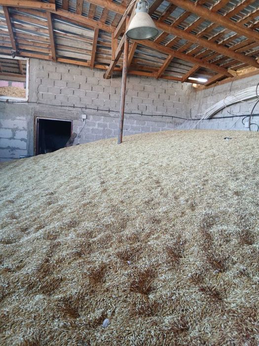 Ovas 1.2 lei kg , grau si triticale 1 leu kg