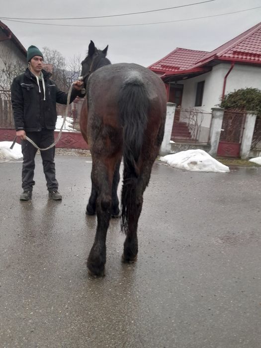 De vanzare iapa de 8 ani garantata