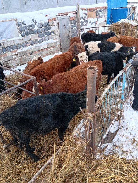 Продам бычок телка