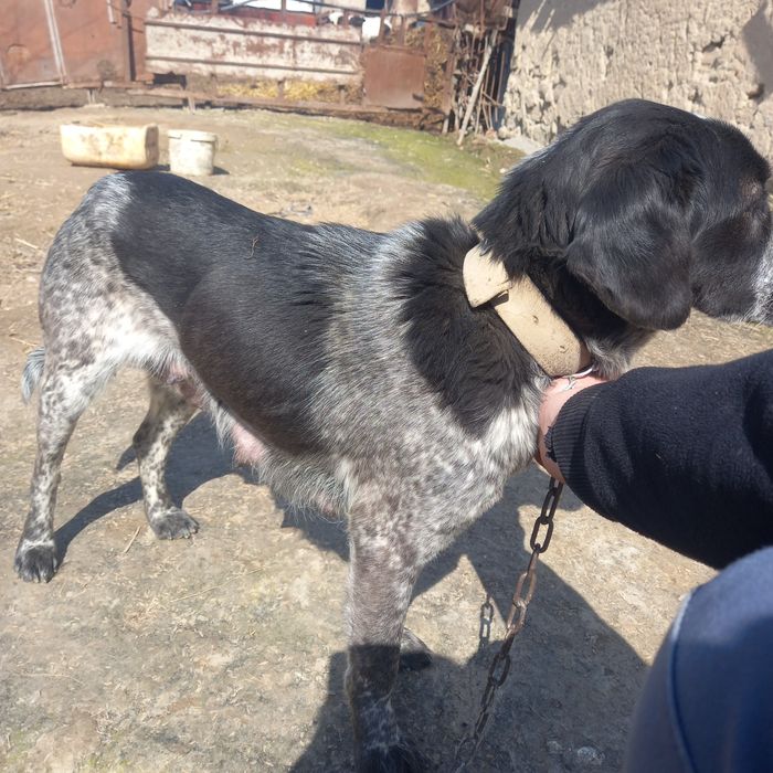 Ovchi kuchuk bollari sotiladi