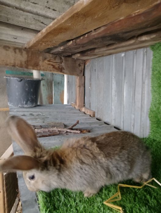 Крольчата фландер.