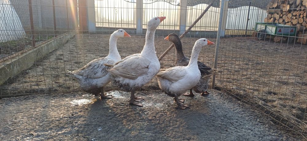 Gaste 3 gaste si un gascan