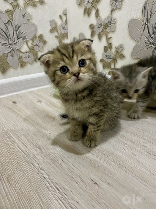 продаются котята 1,5месяцев