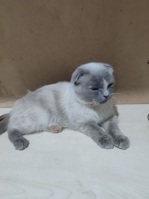 Продаётся кошка в добрые ручки