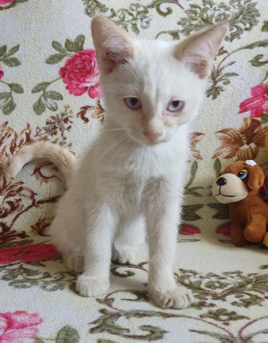 Отдам бесплатно милых котят