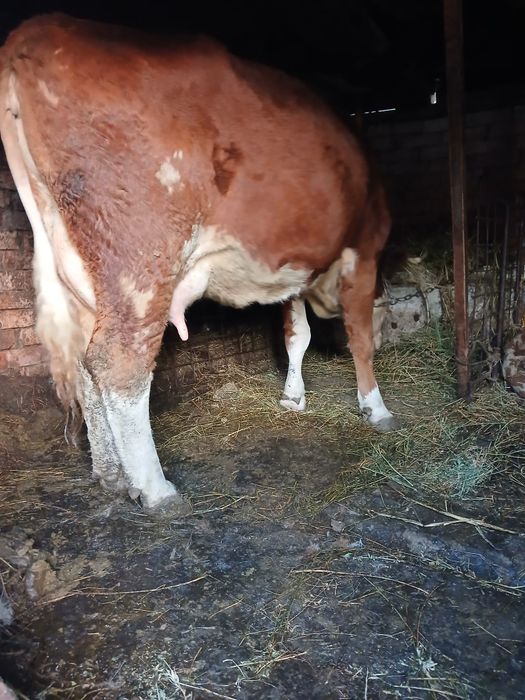 Vând o vaca cu lapte