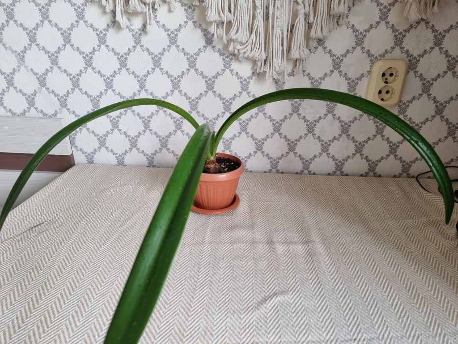 Амариллис комнатный