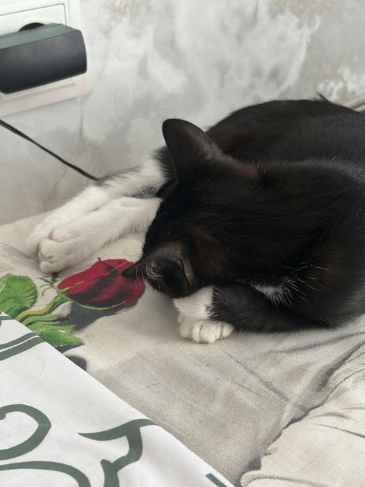отдам котенка в добрые руки.