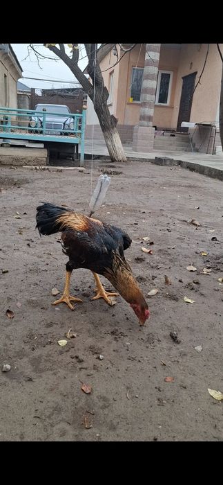 Дакан, бойцов...