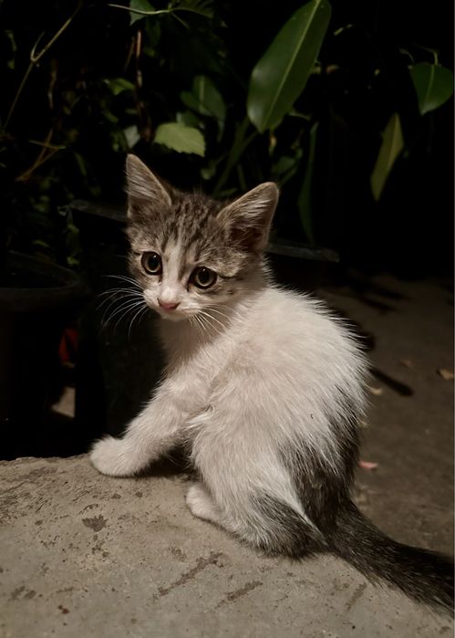 Котята ищут новый дом и любящих хозяев. 1,5 месяца две кошечки.