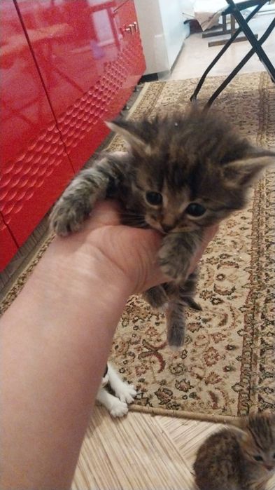 Отдам котят в добрые руки